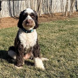 Uschi - Portuguese Water Dog