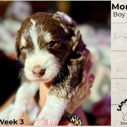 Australian Mountain Doodle All Grown Up from Sammi Sweet Doodles