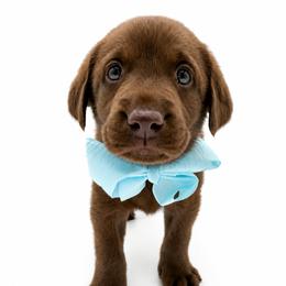 Labrador Retriever puppies from Urbane Retrievers