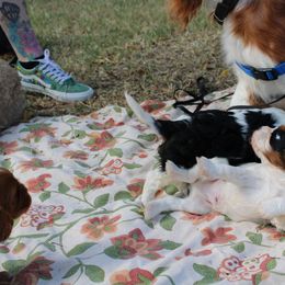 Cavalier King Charles Spaniel Puppies from Critter's Cottage Cavaliers