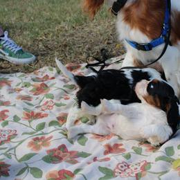 Cavalier King Charles Spaniel Puppies from Critter's Cottage Cavaliers