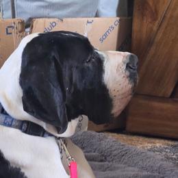 Tempo - Mantle female Great Dane puppy in Cheyenne, Wyoming from Viking Kennel