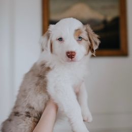 Australian Shepherd Puppies from Sky to Haven Aussies