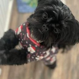 Shih Tzu All Grown Up from Jamie Serigny's Shih Tzus