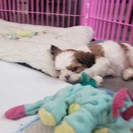 Shih Tzu Puppies from Shih Tzu Kennels