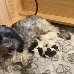 Coton de Tulear puppies from Abbie's Cotons