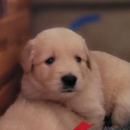 Han Solo - Dark golden Golden Retriever puppy in Ocean City, Washington from Mary Market's Sundancin' Goldens