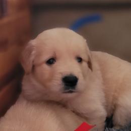 Han Solo - Dark golden Golden Retriever puppy in Ocean City, Washington from Mary Market's Sundancin' Goldens