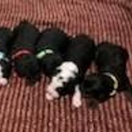 Bernedoodle Puppies from Kiya's Bernedoodles
