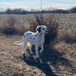 Hendrix - Dalmatian