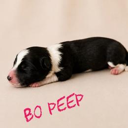 Bo peep - Black female Border Collie puppy in Sanger, California from Flying M Cactus Ranch Buddies