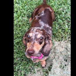 Flower (CKC) - Dapple female Dachshund puppy in Dinwiddie, Virginia from White Oak Kennels