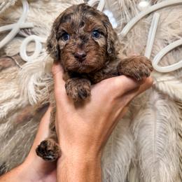 Stuffing - Merle male Goldendoodle puppy in Pearland, Texas from Posh Paws Puppies