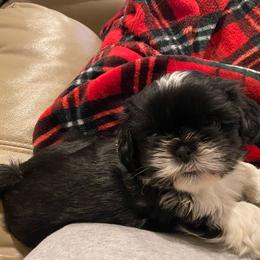 Oreo - Black and white male Shih Tzu puppy in Riverhead, New York from Eastern Long Island Shih Tzu