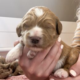 Goldendoodle Puppies from Diamond Daisy Doodles