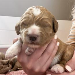 Goldendoodle Puppies from Diamond Daisy Doodles