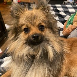 Pomeranians from Happy Pom