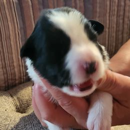Girl 3 - Border Collie puppy in Mt. Jackson, Virginia from Timeless Border Collies