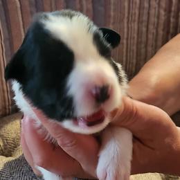 Girl 3 - Border Collie puppy in Mt. Jackson, Virginia from Timeless Border Collies