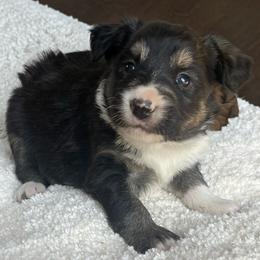 Briar - Tri-color female Border Collie puppy in Elkhorn, Wisconsin from MoonStar Farm