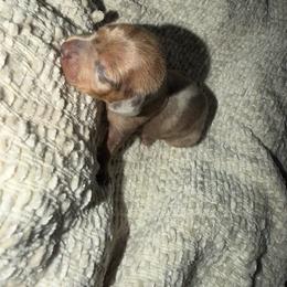 Annie - Dapple female Dachshund puppy in Turtletown, Tennessee from Stachia’s C4 Dachshunds