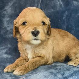Ruby - Golden female Cockapoo puppy in Bedford, Iowa from Our Father’s Doodles