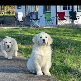 Goldendoodle and Golden Retriever Puppies from Brooke Bradley