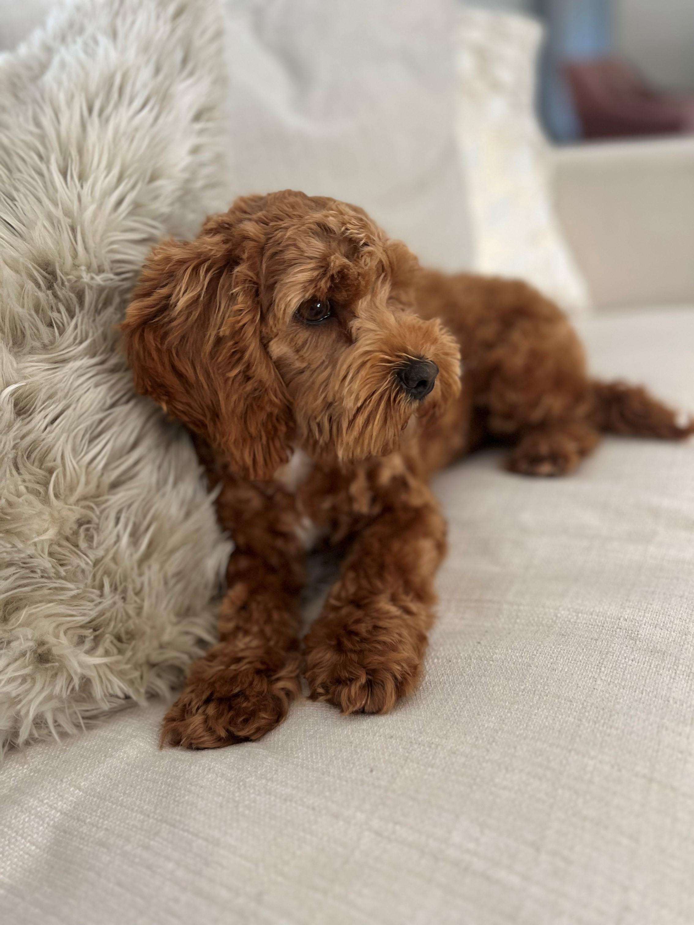 The Doodle Barn in California | Cockapoo puppies | Good Dog