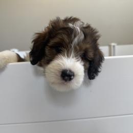 Bernedoodle, Cockapoo, and Goldendoodle Puppies from Avery Doodle Day LLC