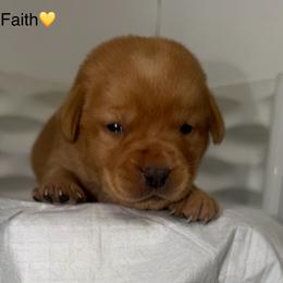 Faith Yellow Collar - Yellow female Labrador Retriever puppy in Elloree, South Carolina from Moonlight Kennels LLC