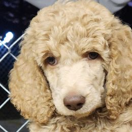 Girl 1 - Poodle puppy from Taya's Pups