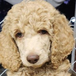Girl 1 - Poodle puppy from Taya's Pups