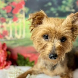 Tara - Yorkshire Terrier