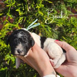 Girl 1 - female Newfypoo puppy in Hardin, Kentucky from Bluegrass Newfypoos
