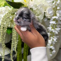 Pebbles - Blue merle male Pomeranian puppy in Newport News, Virginia from Nel’s Pomeranians