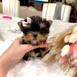Maltese and Yorkshire Terrier Puppies from tatortot pup