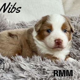 Nibs - Miniature American Shepherd puppy from Willow Lane Ranch