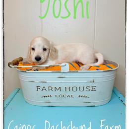 Yoshi - Cream male Dachshund puppy in Cincinnati, Ohio from Caines Dachshund Farm