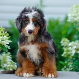 Jonas - Blue merle male Bernedoodle puppy in Dundee, Ohio from Down Home Doodle