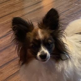 Rocket  - Papillon