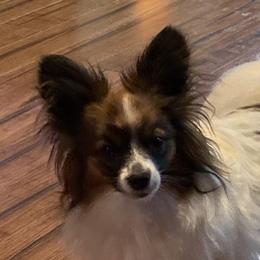 Rocket  - Papillon