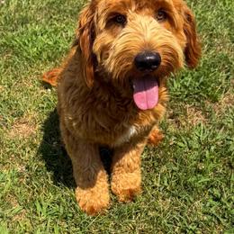 Bear - Goldendoodle
