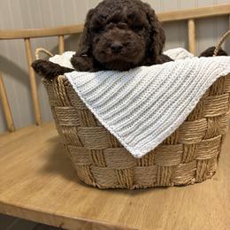 Wesson - Chocolate male Goldendoodle puppy in Zeeland, Michigan from Dandelion Lane Doodles