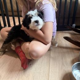 Bernedoodle and Goldendoodle Puppies from Donnas Deluxe Doodles LLC
