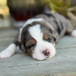 Yahtzee - Blue merle female Bernedoodle puppy in El Campo, Texas from Little Fur Friends Bernedoodles