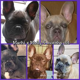 French Bulldog Puppies from Who's Your Bulldog? Kennel