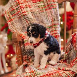Poodle Puppies from Setting the Standard Poodles
