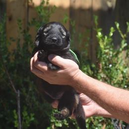 Green collar male - Sable male German Shepherd puppy in Marianna, Florida from Haus M Godwin