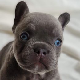 French Bulldogs from JnT Frenchies