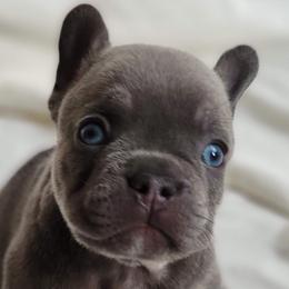 French Bulldogs from JnT Frenchies